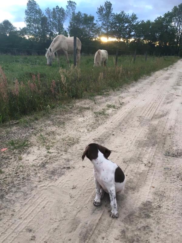 /Images/uploads/Southeast German Shorthaired Pointer Rescue/segspcalendarcontest2018/entries/8689thumb.jpg